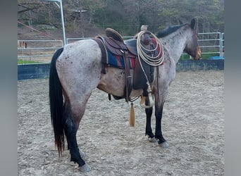 American Quarter Horse, Giumenta, 5 Anni, 151 cm, Baio roano