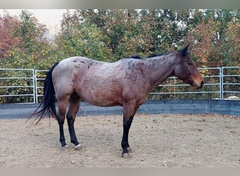 American Quarter Horse, Giumenta, 5 Anni, 151 cm, Baio roano