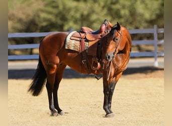 American Quarter Horse, Giumenta, 5 Anni, 152 cm, Baio ciliegia