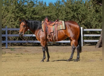 American Quarter Horse, Giumenta, 5 Anni, 152 cm, Baio ciliegia