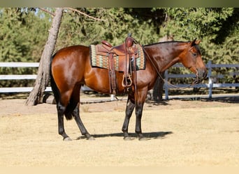 American Quarter Horse, Giumenta, 5 Anni, 152 cm, Baio ciliegia