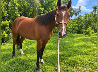 American Quarter Horse, Giumenta, 5 Anni, 152 cm, Baio ciliegia