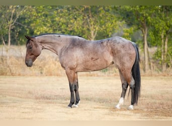 American Quarter Horse, Giumenta, 5 Anni, 152 cm, Baio roano