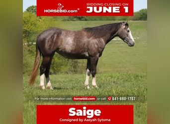 American Quarter Horse, Giumenta, 5 Anni, 152 cm, Grigio
