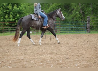 American Quarter Horse, Giumenta, 5 Anni, 152 cm, Grigio