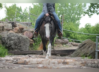 American Quarter Horse, Giumenta, 5 Anni, 152 cm, Grigio