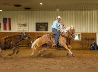 American Quarter Horse, Giumenta, 5 Anni, 152 cm, Palomino