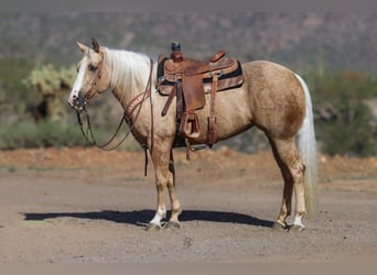 American Quarter Horse, Giumenta, 5 Anni, 152 cm, Palomino