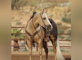 American Quarter Horse, Giumenta, 5 Anni, 152 cm, Palomino
