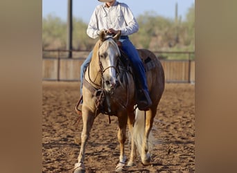 American Quarter Horse, Giumenta, 5 Anni, 152 cm, Palomino