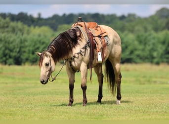American Quarter Horse, Giumenta, 5 Anni, 152 cm, Pelle di daino