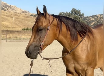 American Quarter Horse, Giumenta, 5 Anni, 152 cm, Pelle di daino