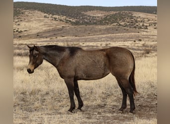 American Quarter Horse, Giumenta, 5 Anni, 152 cm, Pelle di daino