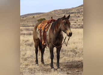 American Quarter Horse, Giumenta, 5 Anni, 152 cm, Pelle di daino