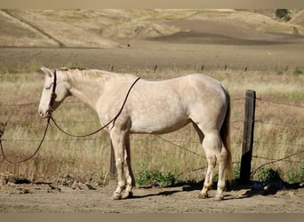 American Quarter Horse, Giumenta, 5 Anni, 152 cm, Perlino