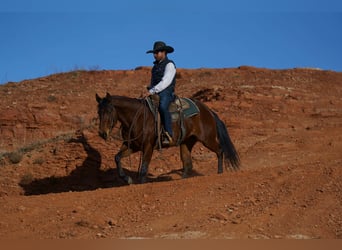 American Quarter Horse, Giumenta, 5 Anni, 152 cm