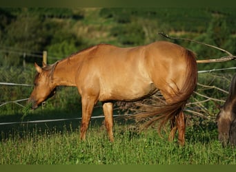 American Quarter Horse, Giumenta, 5 Anni, 152 cm, Red dun