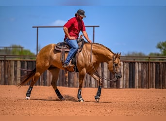 American Quarter Horse, Giumenta, 5 Anni, 152 cm, Red dun