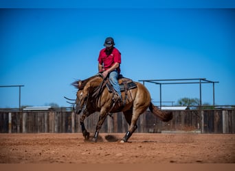 American Quarter Horse, Giumenta, 5 Anni, 152 cm, Red dun