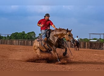 American Quarter Horse, Giumenta, 5 Anni, 152 cm, Red dun