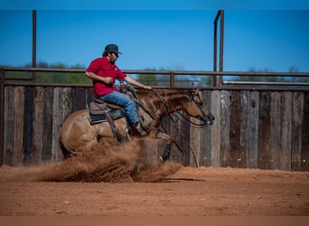 American Quarter Horse, Giumenta, 5 Anni, 152 cm, Red dun