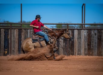 American Quarter Horse, Giumenta, 5 Anni, 152 cm, Red dun