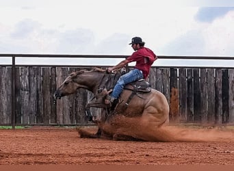 American Quarter Horse, Giumenta, 5 Anni, 152 cm, Red dun