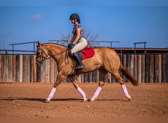 American Quarter Horse, Giumenta, 5 Anni, 152 cm, Red dun