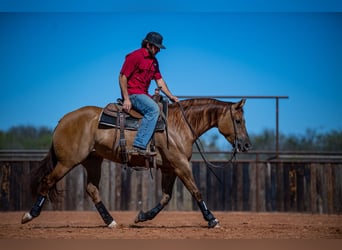 American Quarter Horse, Giumenta, 5 Anni, 152 cm, Red dun