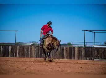 American Quarter Horse, Giumenta, 5 Anni, 152 cm, Red dun