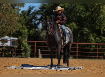 American Quarter Horse, Giumenta, 5 Anni, 152 cm, Roano blu