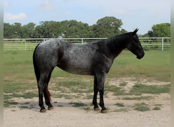 American Quarter Horse, Giumenta, 5 Anni, 152 cm, Roano blu