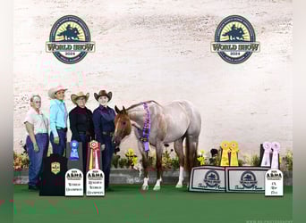 American Quarter Horse, Giumenta, 5 Anni, 152 cm, Roano rosso