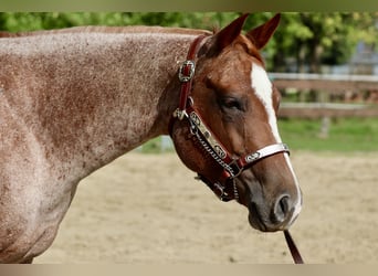 American Quarter Horse, Giumenta, 5 Anni, 152 cm, Roano rosso