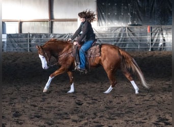 American Quarter Horse, Giumenta, 5 Anni, 152 cm, Sauro ciliegia