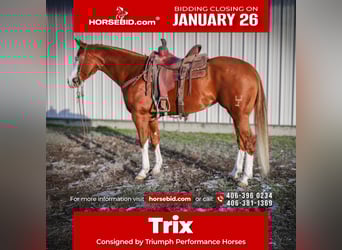 American Quarter Horse, Giumenta, 5 Anni, 152 cm, Sauro ciliegia