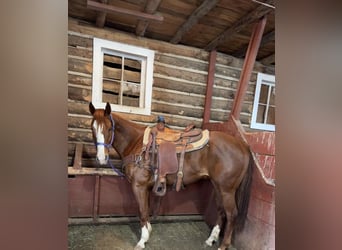 American Quarter Horse, Giumenta, 5 Anni, 152 cm, Sauro ciliegia