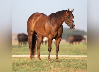 American Quarter Horse, Giumenta, 5 Anni, 152 cm, Sauro ciliegia