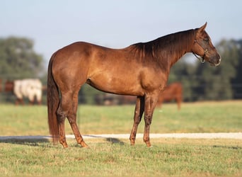 American Quarter Horse, Giumenta, 5 Anni, 152 cm, Sauro ciliegia