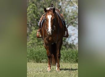 American Quarter Horse, Giumenta, 5 Anni, 152 cm, Sauro ciliegia