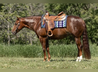 American Quarter Horse, Giumenta, 5 Anni, 152 cm, Sauro ciliegia