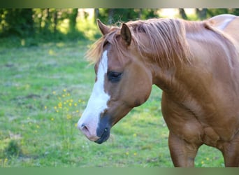 American Quarter Horse, Giumenta, 5 Anni, 153 cm, Grigio