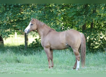 American Quarter Horse, Giumenta, 5 Anni, 153 cm, Grigio