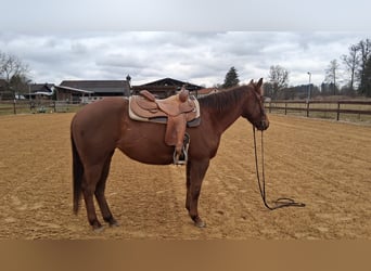 American Quarter Horse, Giumenta, 5 Anni, 153 cm, Sauro