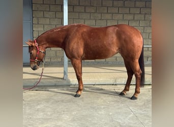 American Quarter Horse, Giumenta, 5 Anni, 153 cm, Sauro