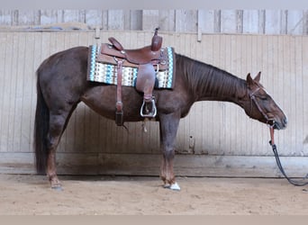 American Quarter Horse, Giumenta, 5 Anni, 154 cm, Sauro scuro