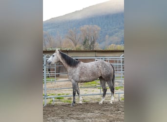 American Quarter Horse, Giumenta, 5 Anni, 155 cm, Grigio