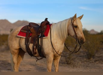 American Quarter Horse, Giumenta, 5 Anni, 155 cm, Palomino