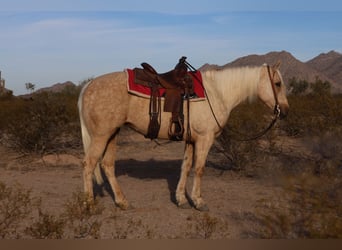 American Quarter Horse, Giumenta, 5 Anni, 155 cm, Palomino