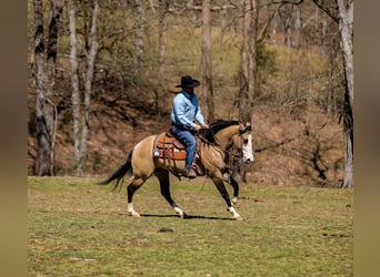 American Quarter Horse, Giumenta, 5 Anni, 155 cm, Pelle di daino